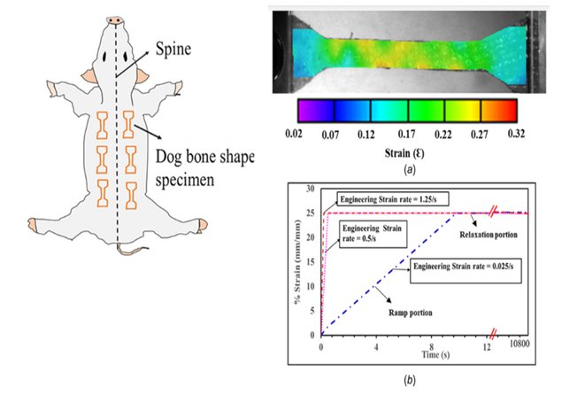 Increased Tissue Elasticity - Mechanical Effects - Physiological